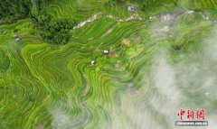 贵州从江：初秋梯田景色